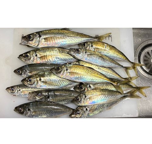アジの釣果