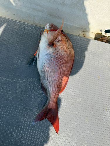 マダイの釣果
