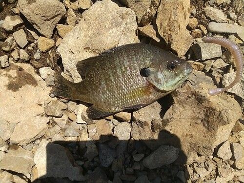 ブルーギルの釣果