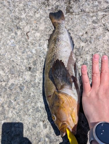 アブラコの釣果