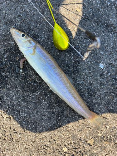 キスの釣果