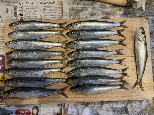 イワシの釣果