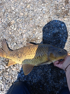 コイの釣果