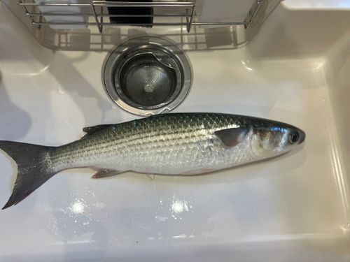 ボラの釣果