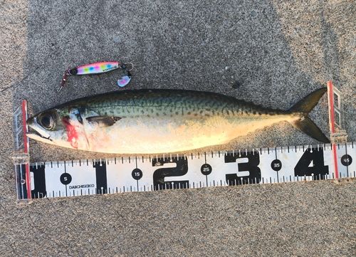 サバの釣果