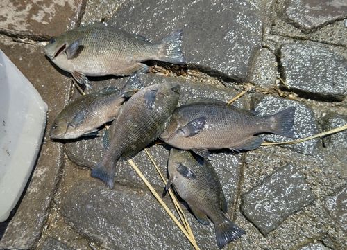 グレの釣果