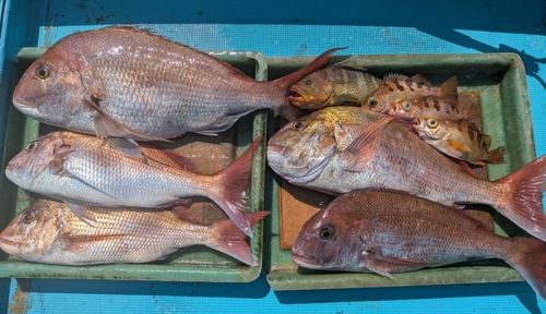 マダイの釣果
