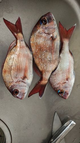 タイの釣果