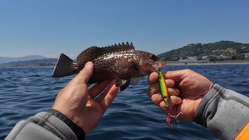 オオモンハタの釣果