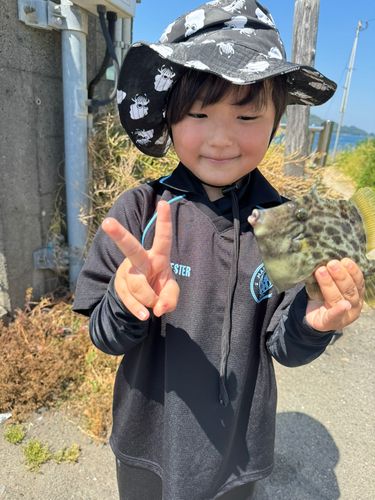 カワハギの釣果