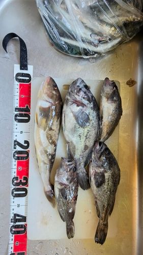 ホッケの釣果