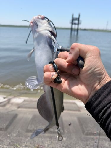 アメリカンキャットフィッシュの釣果