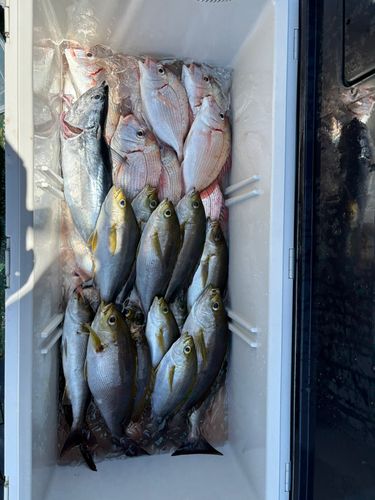 イサキの釣果