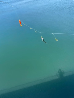 カタクチイワシの釣果