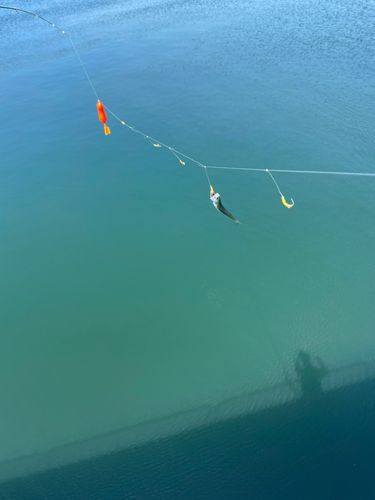 カタクチイワシの釣果