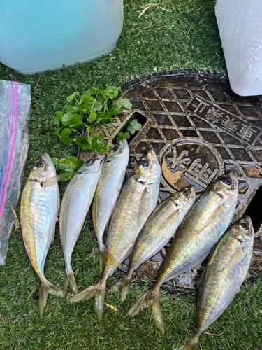 アングラーズ お魚情報 若狭小浜 小浜漁港 釣果600万件の 夏休み特別