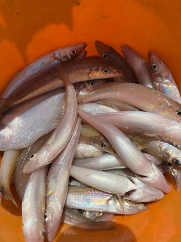 キスの釣果