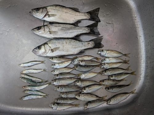 セイゴ（ヒラスズキ）の釣果