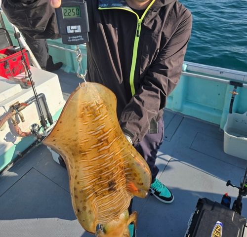 アオリイカの釣果