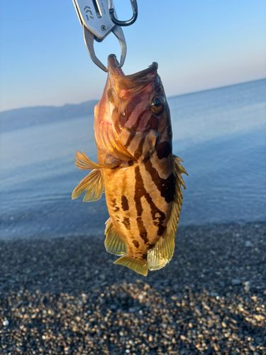 ホウキハタの釣果