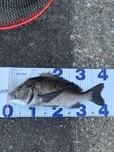 チヌの釣果