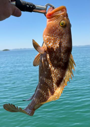 アコウの釣果