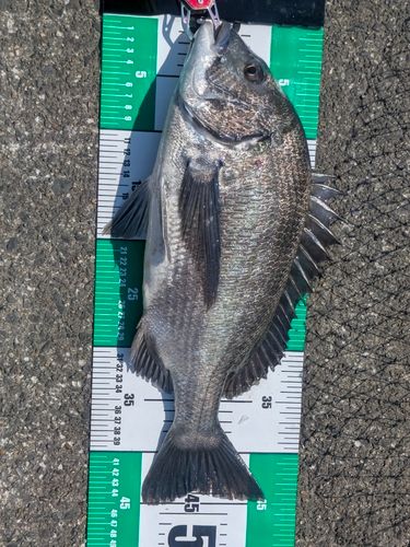 クロダイの釣果