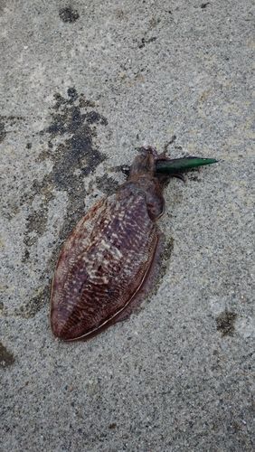 コウイカの釣果