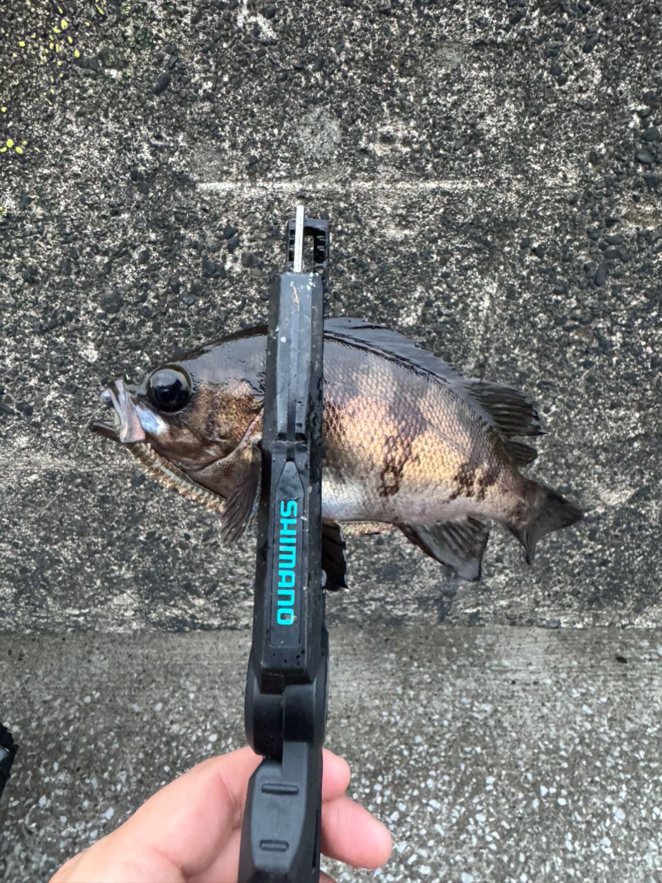 SHIMANO 22ソアレ SS アジング S58UL-Sの最安値・インプレ・釣果