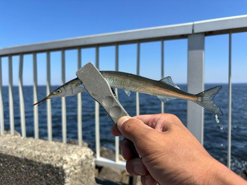 サヨリの釣果