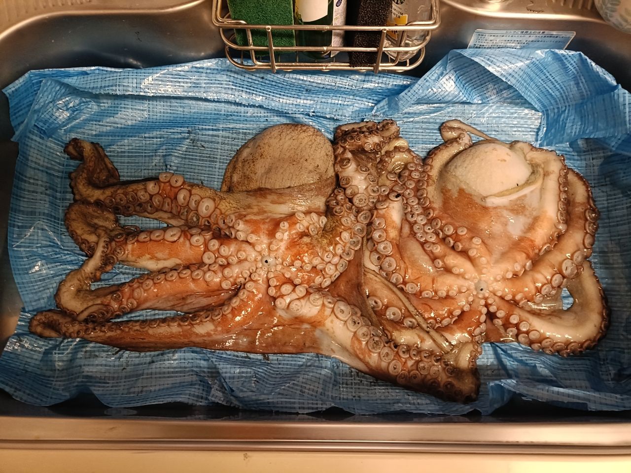 FISHPROtx さんの 2026年05月16日のタコの釣り・釣果情報(東京都