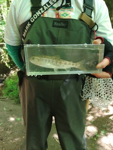 ヤマメの釣果