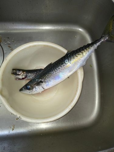 マサバの釣果