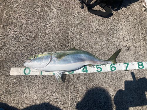 ワラサの釣果