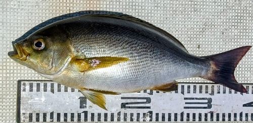 イサキの釣果