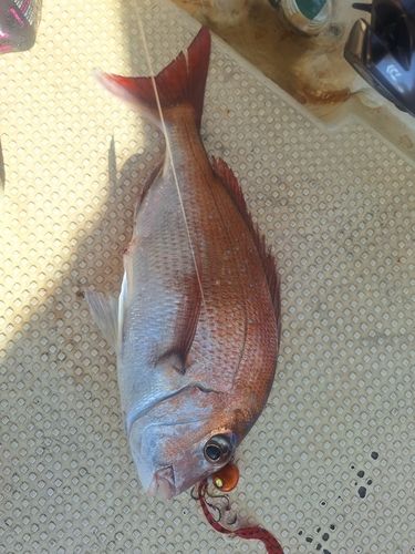マダイの釣果