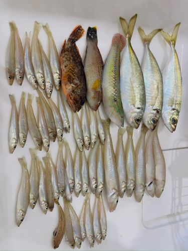 キスの釣果