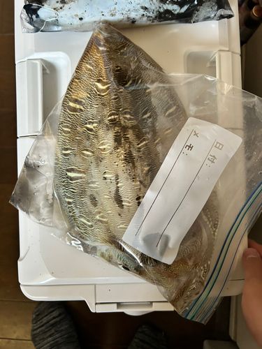 コウイカの釣果