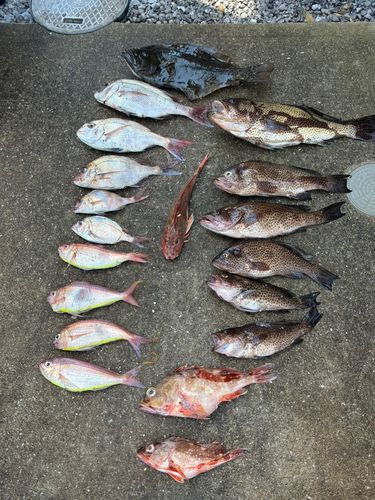 タイの釣果