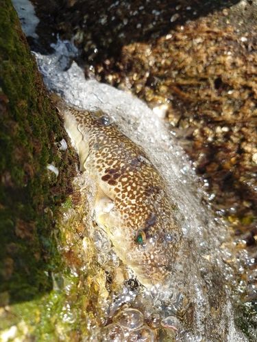 フグの釣果