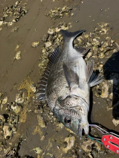 チヌの釣果