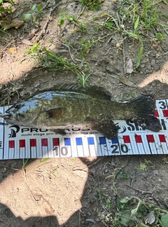 スモールマウスバスの釣果