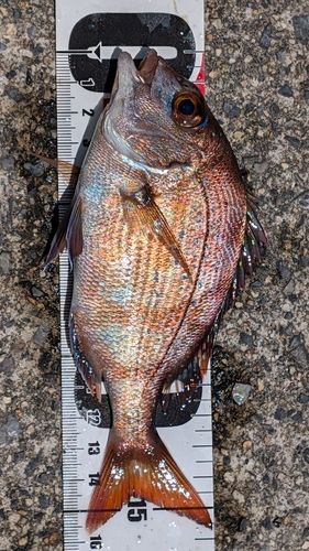チャリコの釣果