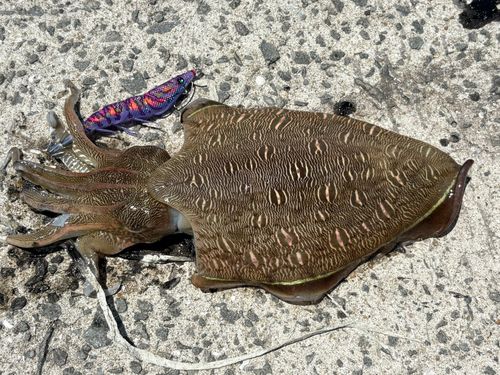 モンゴウイカの釣果
