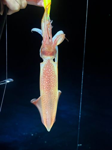ケンサキイカの釣果