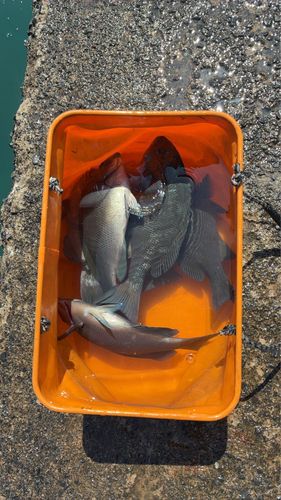 グレの釣果