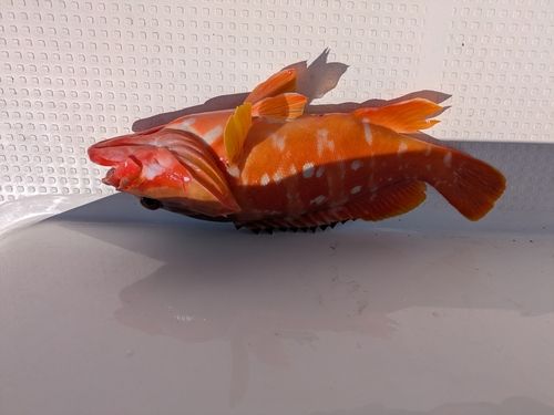 アカハタの釣果