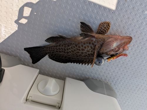 オオモンハタの釣果