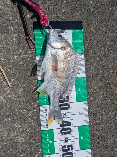 キビレの釣果