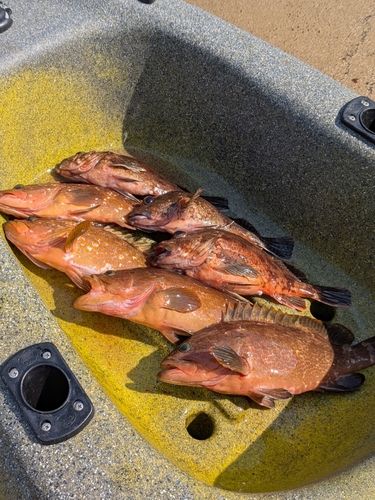 キジハタの釣果